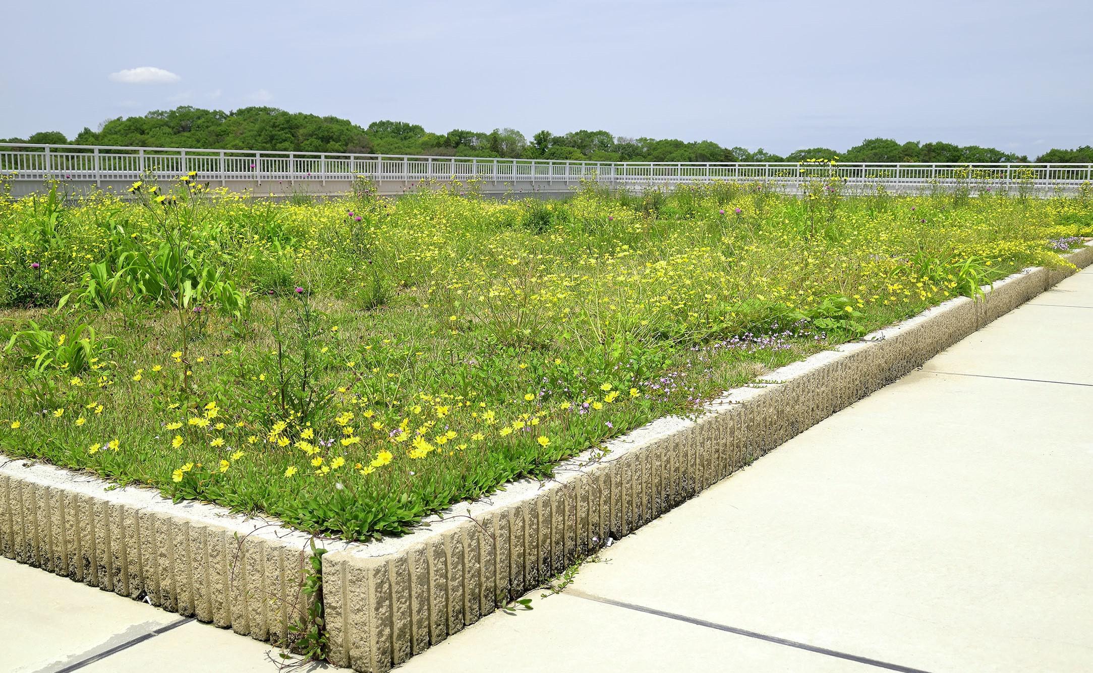 六甲北部の在来植物100％の屋上草地