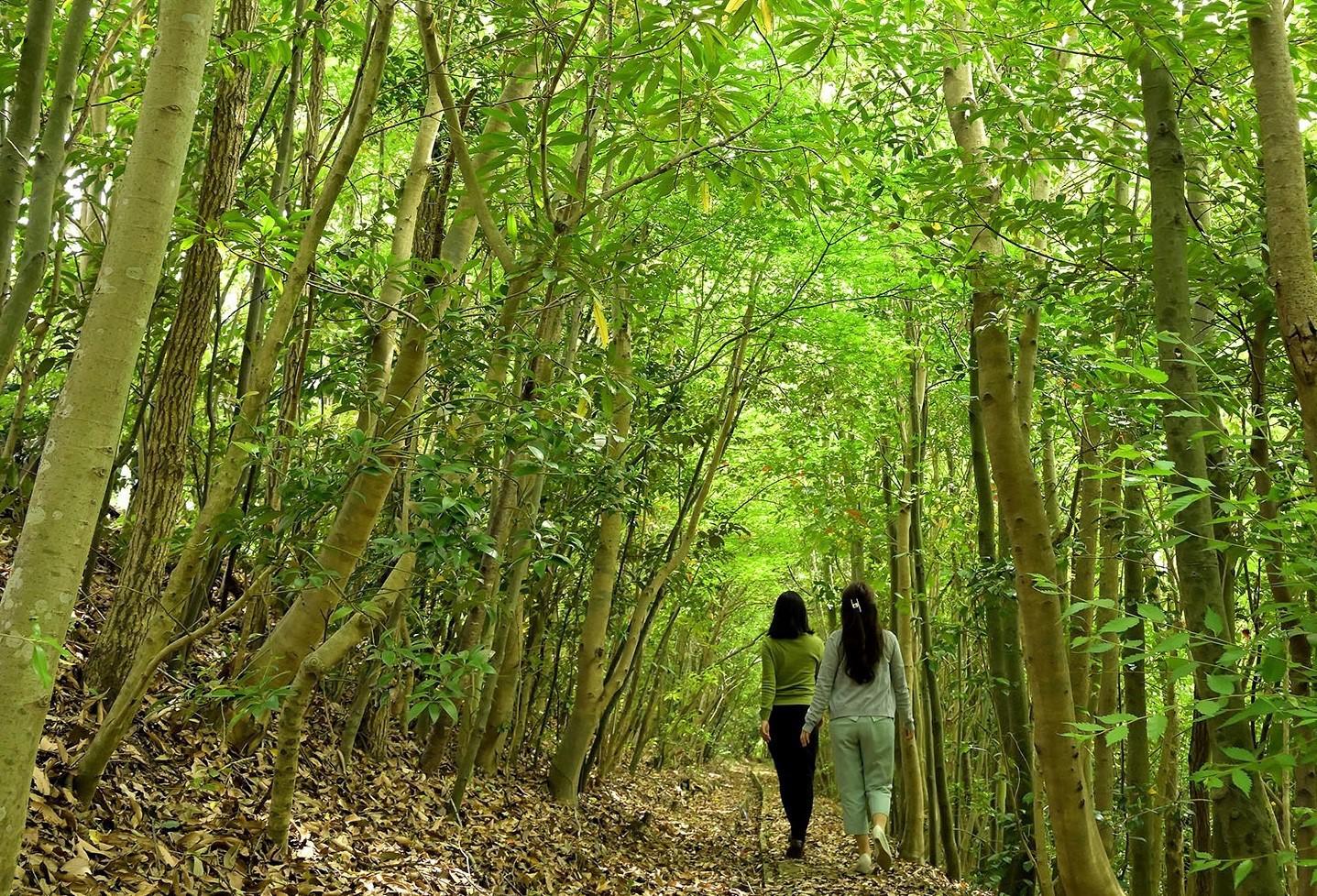 社員が在来種を植樹し育てた森