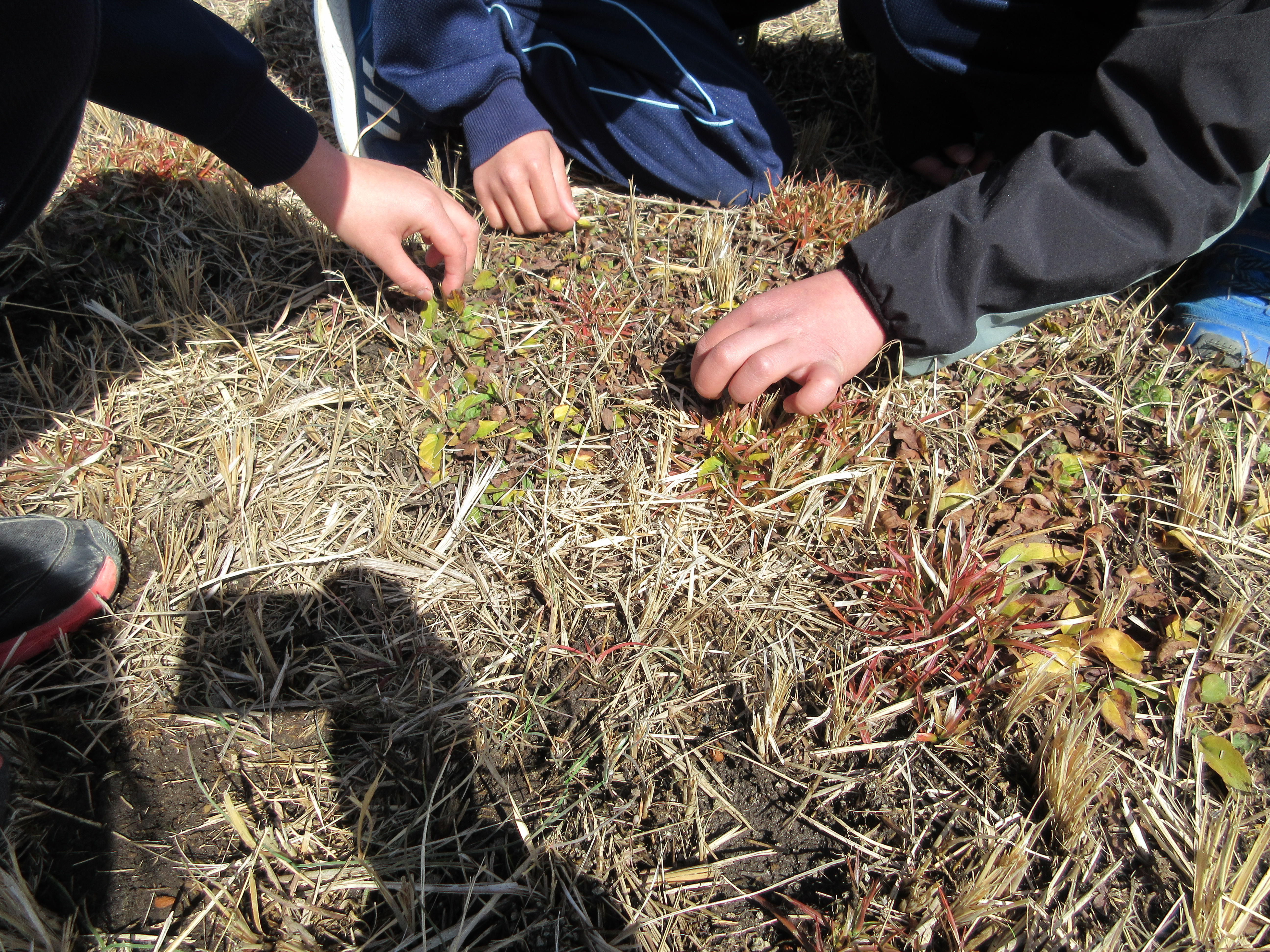 屋上草地で、冬の草花や春に向けて芽吹く植物を発見