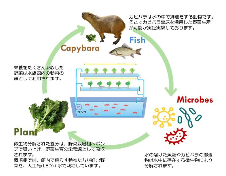 「アクアポニックスを活用した物質循環システム」のイメージ図