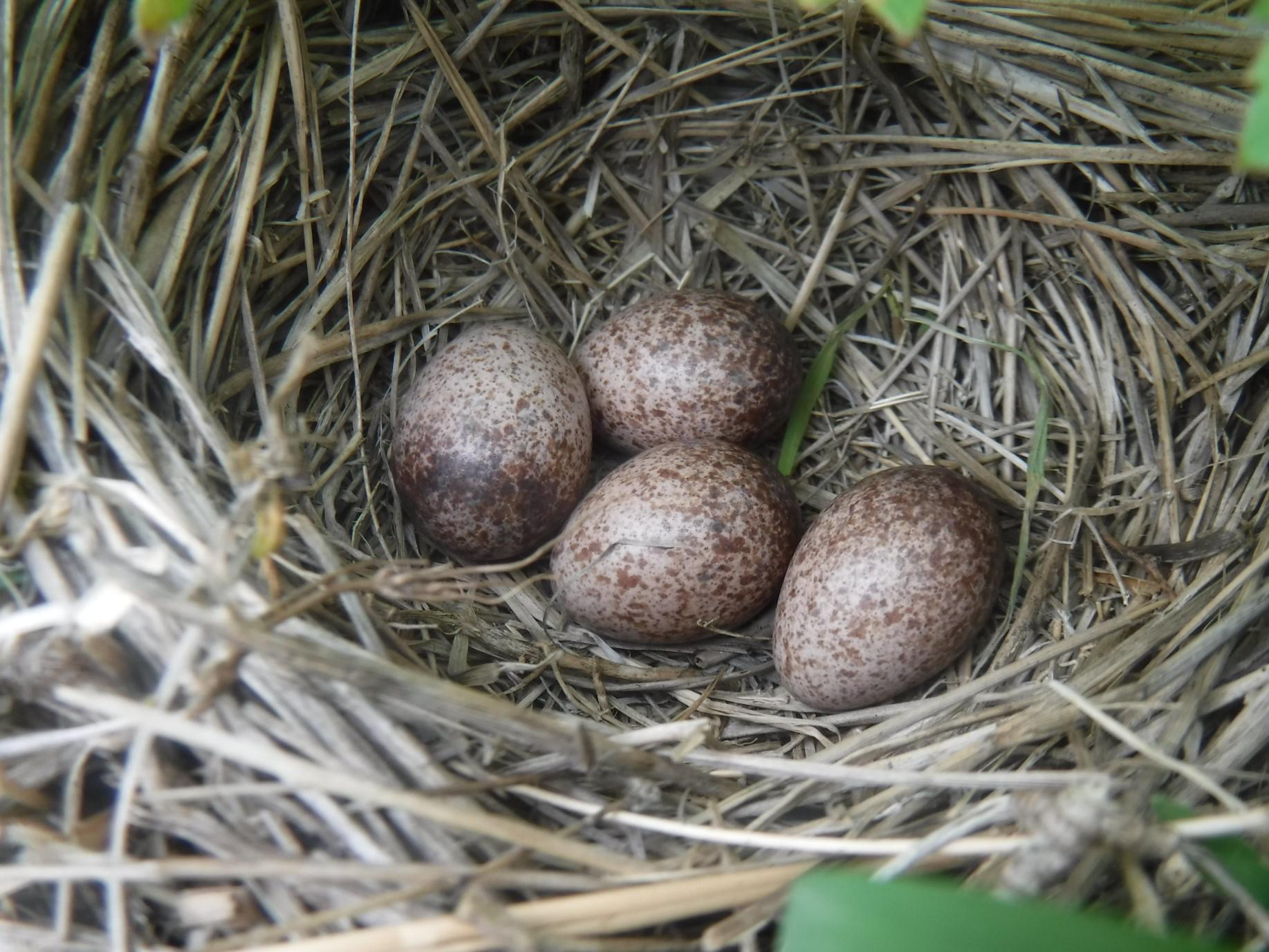 屋上緑地のヒバリの巣(卵)