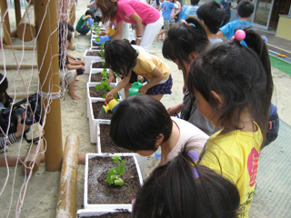 植え付けた後ゴーヤに水やり