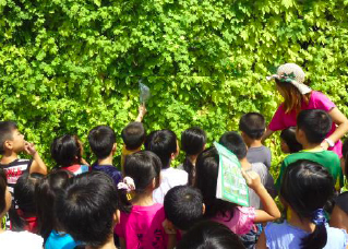 佐賀県武雄市立橘小学校での「みどりのカーテン効果測定講座」