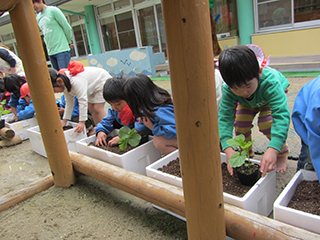 玄海町立あおば園での「みどりのカーテン植え付け出張講座」