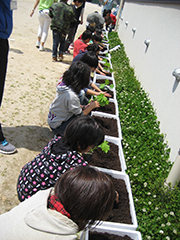 玄海町立有徳小学校での「みどりのカーテン植え付け出張講座」