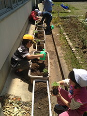 下六人部小学校での「みどりのカーテン植え付け出張講座」