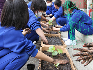 気仙沼市立小原木中学校での「みどりのカーテン植え付け出張講座」