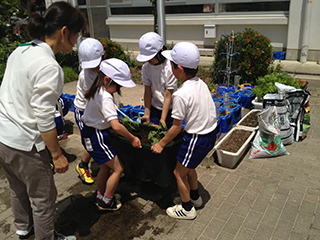 上豊富小学校での「みどりのカーテン植え付け出張講座」