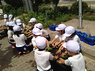 上豊富小学校での「みどりのカーテン植え付け出張講座」