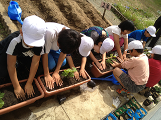 上川口小学校での「みどりのカーテン植え付け出張講座」