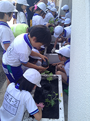 成仁小学校での「みどりのカーテン植え付け出張講座」