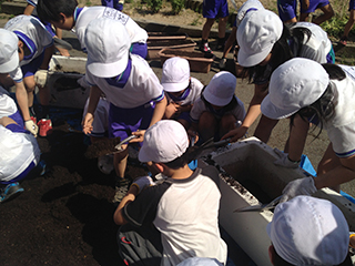 成仁小学校での「みどりのカーテン植え付け出張講座」