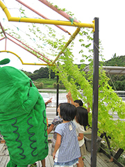 出来上がったみどりのカーテン