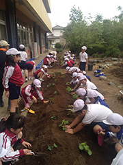 苗の植え付け作業