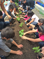 苗の植え付け作業