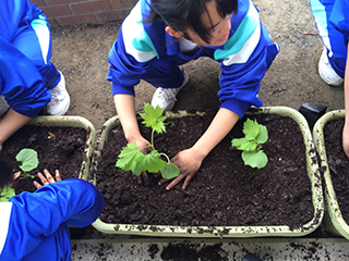 苗の植え付け作業