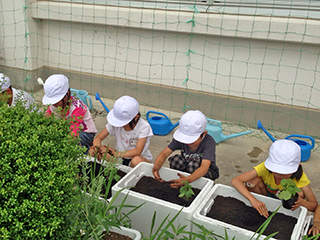 苗の植え付け作業