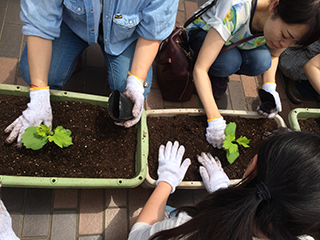 植え付けの様子