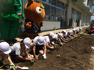 ゴーヤ苗の植え付けをしたよ