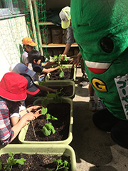 ゴーヤ苗の植え付けをしたよ