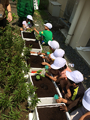 ゴーヤ苗の植え付けをしたよ