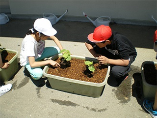 ゴーヤの気持ちで優しく植え付け