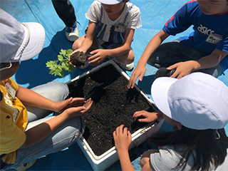 ゴーヤの気持ちで優しく植え付け