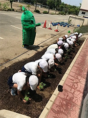 地植えで大きく育てます