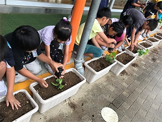 ゴーヤの気持ちで優しく植え付け