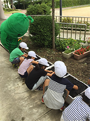 ゴーヤ先生と一緒に植え付け