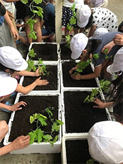 発泡スチロール箱に植え付け