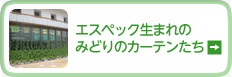 エスペック生まれのみどりのカーテン達