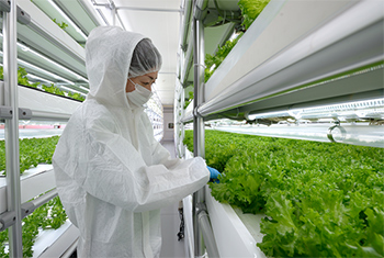 写真：臨空型植物工場（室内）