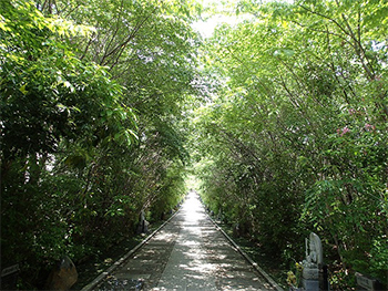 写真：大きく育った広葉樹の森（仙台市輪王寺の参道）