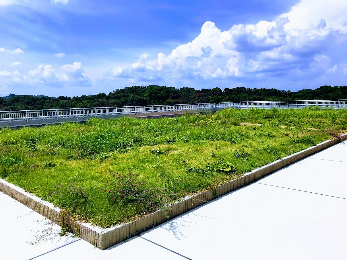 技術開発棟 屋上草地六甲北部に生育している30種以上の植物を植栽