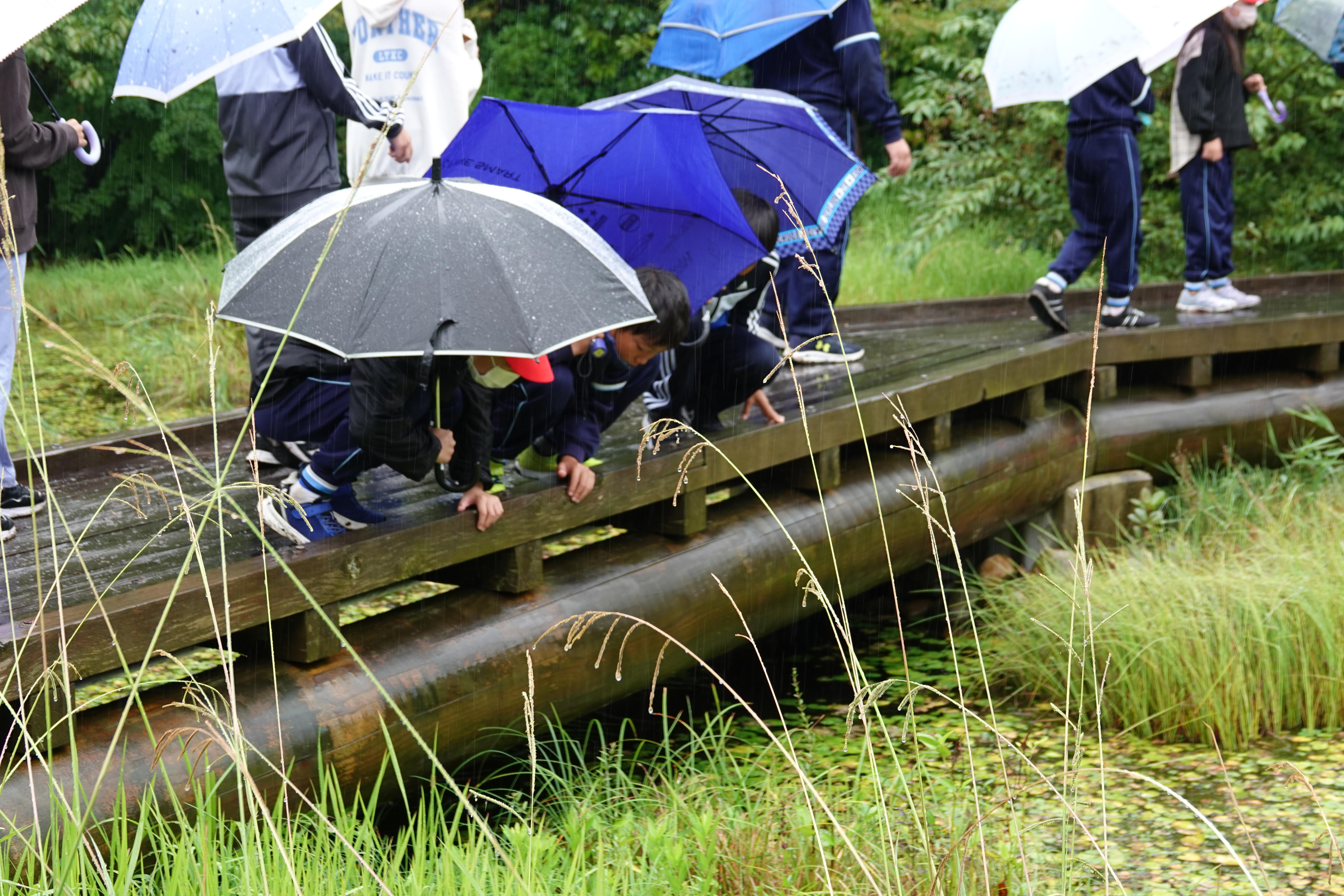 二つの池と小川からなるビオトープを見学