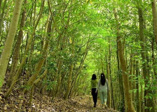 在来種による「エスペックの森」