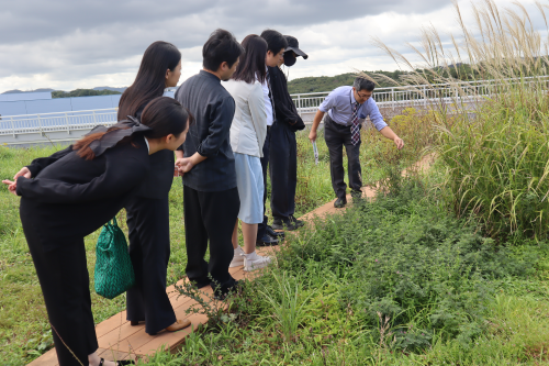 在来種からなる屋上草地を案内