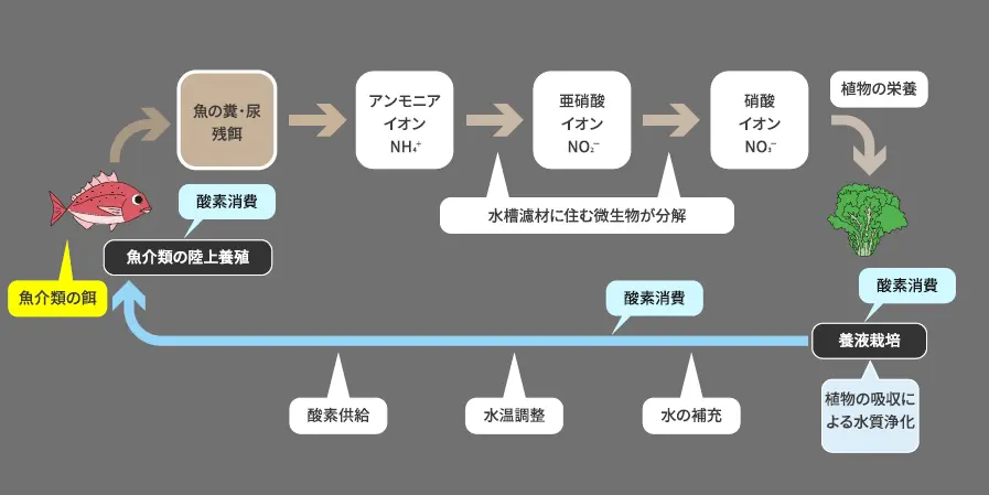 物質循環の仕組み