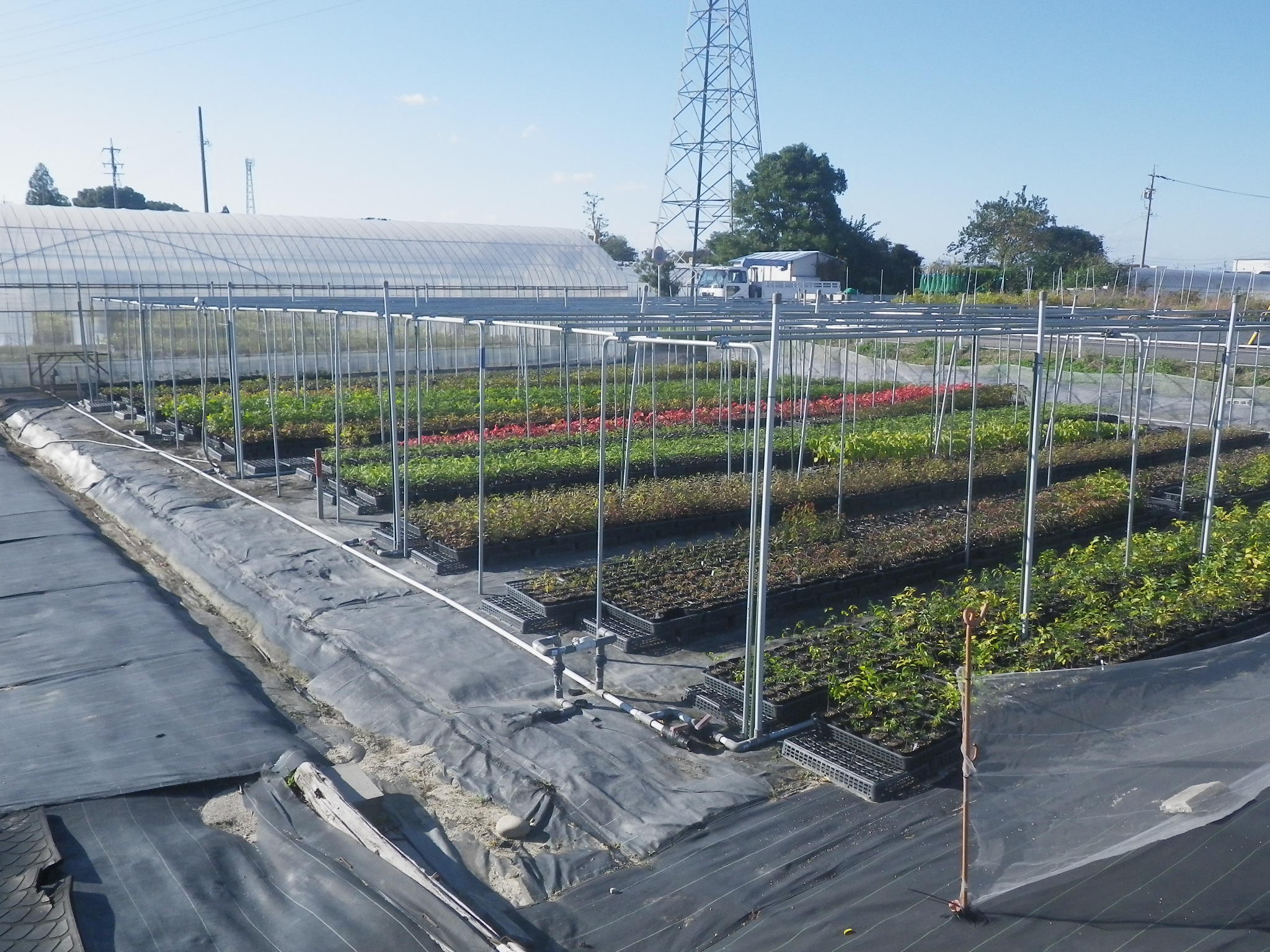 多様な在来植物の苗を育てる育苗ラボ