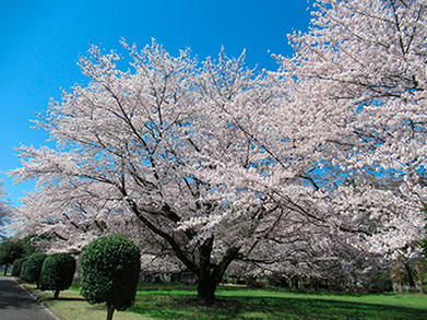 美しく咲き誇る桜（2024年4月10日撮影）