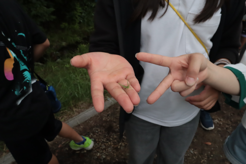 発見したいきもの