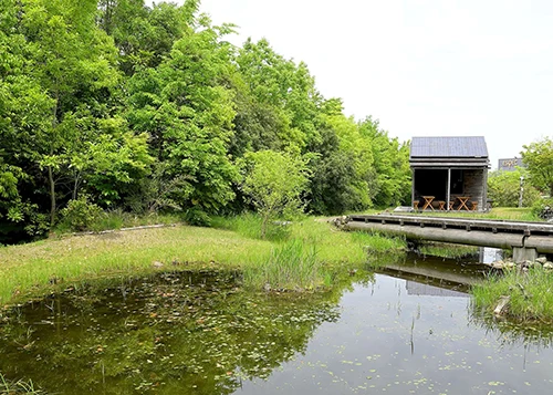 多様な生き物が集うビオトープの画像