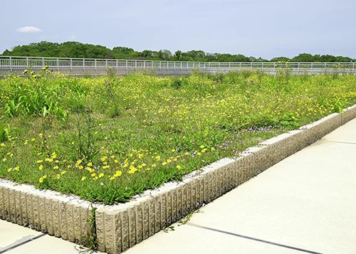 地域性種苗100％の屋上草地の画像